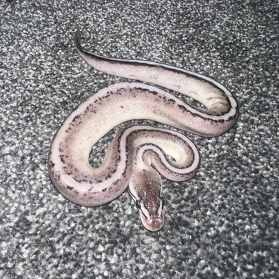 CB26 Genetic Stripe, Super Pastel, Axanthic VPI, Female Ball Python - female for sale from Pickled Python