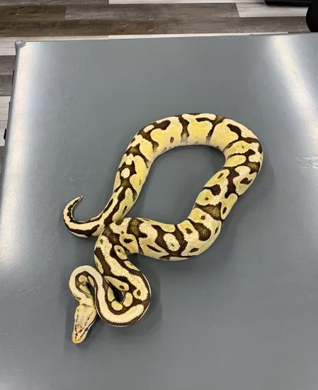Firefly Ball Python Drawing Firefly Ball Python by L.A.Y. Pythons