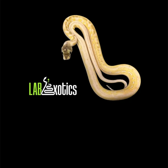 56.25% SD/D Ultra Ivory SunTiger Reticulated Python by LAB Exotics