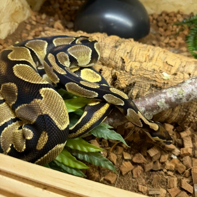 Orangedream Het. Pied Ball Python Ball Python - male for sale from LadyDay’s Snakes