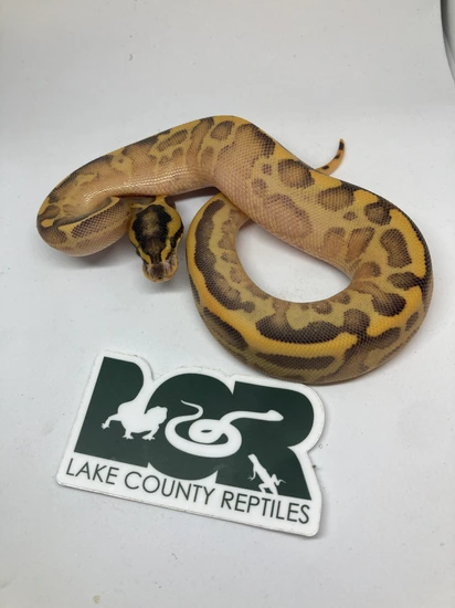 Leopard Highway Ball Python by Lake County Reptiles