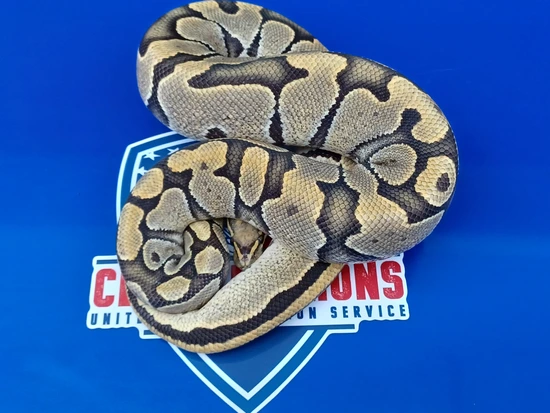 Hypo Ball Python by 1st Class Pythons