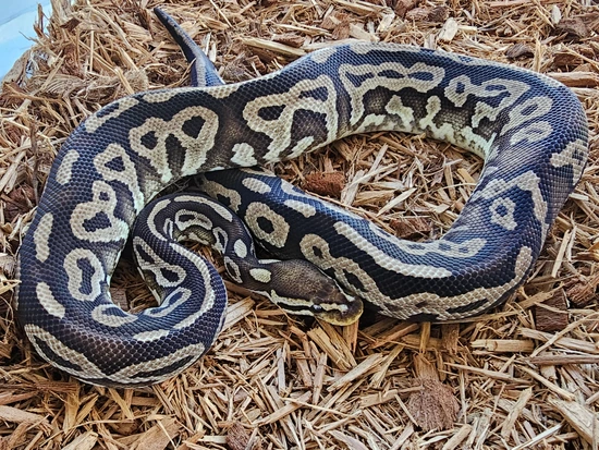 Red Axanthic 100% Het Clown 50% Het Pied Ball Python by 1st Class Pythons