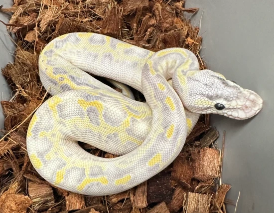 Firefly Leopard Ivory Ball Python by Reefside Reptiles LLC