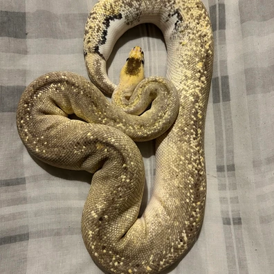 Black Pewter Champagne