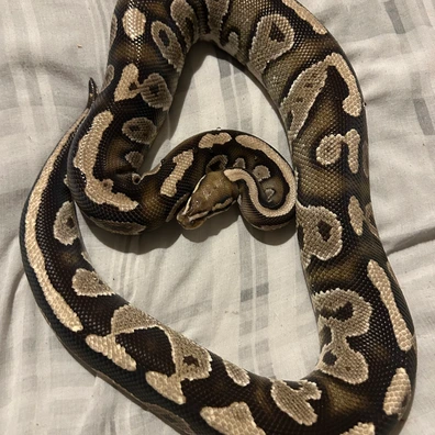 Group Of Royal Pythons