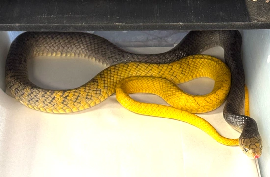Cribo Snake Yellow Tail Cribo 5' Extreme Yellow Female (YTF1) Cribo & Indigo Snakes ...
