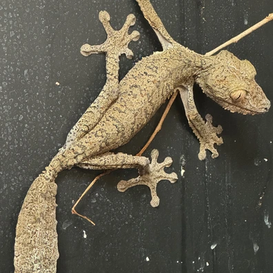 Leaf-Tailed Geckos For Sale - MorphMarket US & Canada