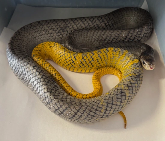 Cribo Snake Yellow Tail Cribo Big 6' Female Cribo & Indigo Snakes by Reptile Pets ...