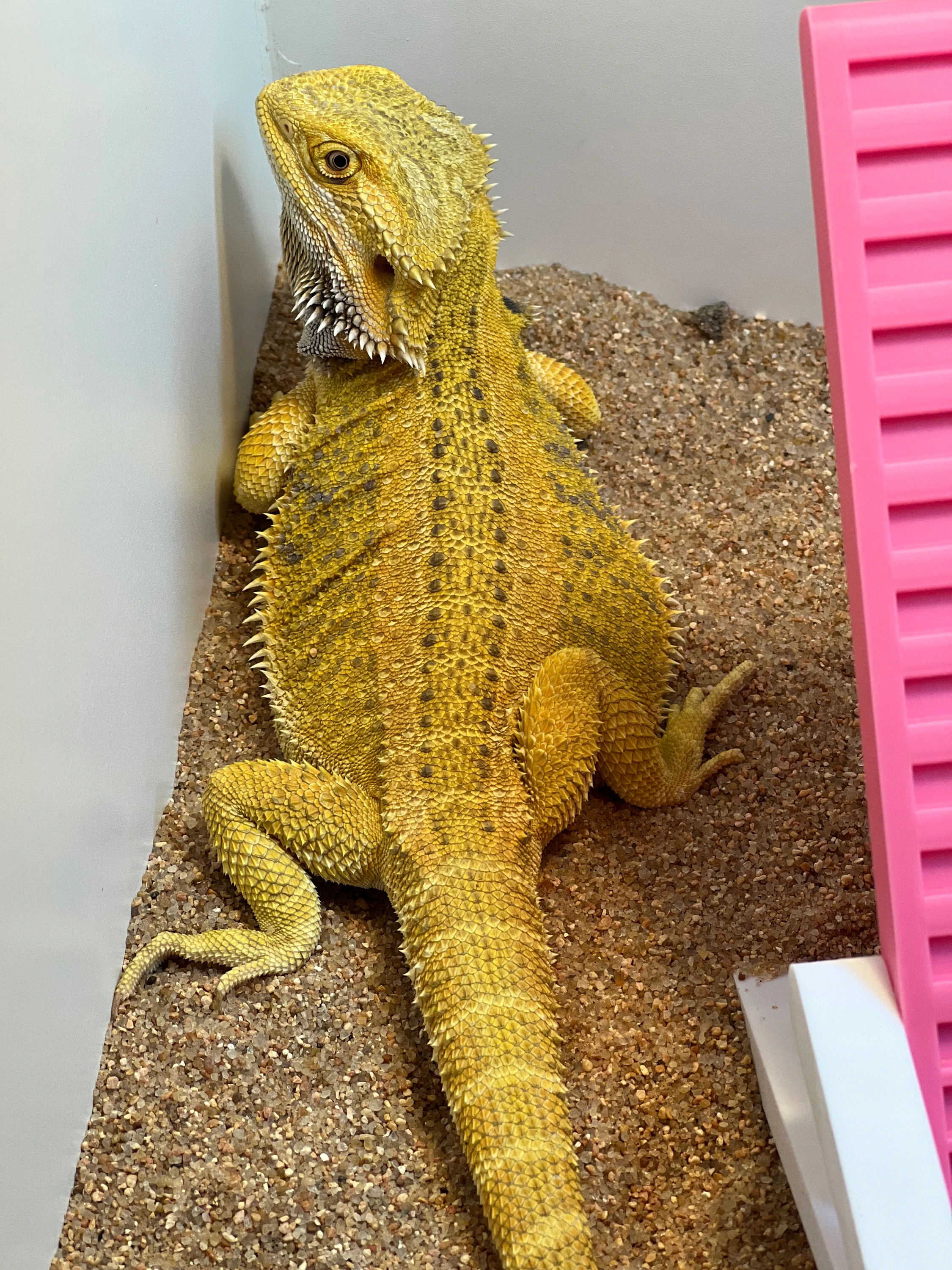 YELLOW Hypo GS Gorgeous Female Het Trans Central Bearded