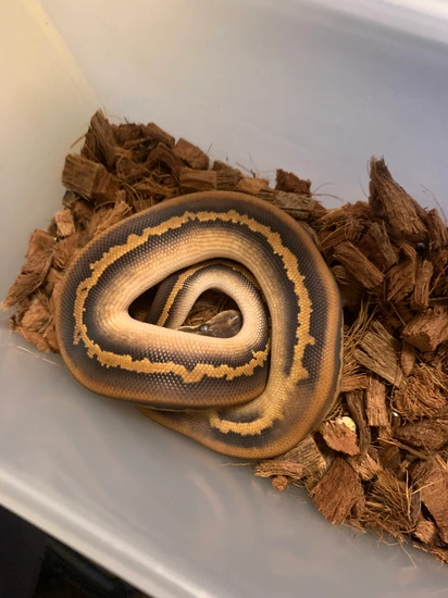 Black Magic Python OD Black Magic Het Hypo Ball Python by NorcalMorphs