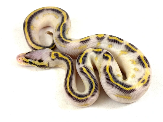 Pastel Highway Ball Python by Lazy Wolf Reptiles