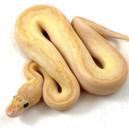 Lazy Wolf Reptiles - MorphMarket