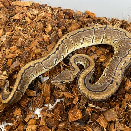 邦楽 Mardelas/Snake to Revive + morphose 邦楽 Mardelas/Snake to Revive + morphose Snake to Revive