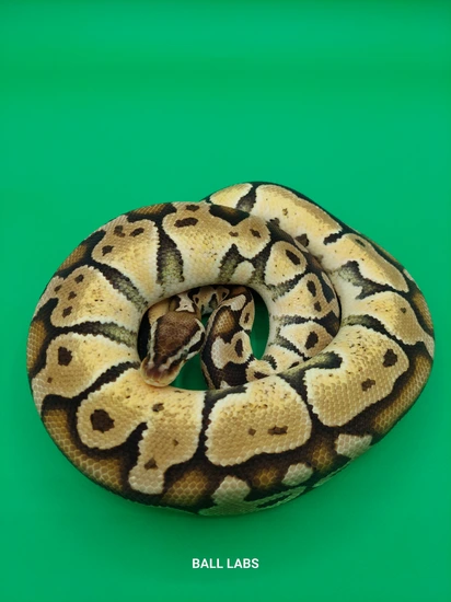 Pastel Mocha Ball Python by Ball Labs