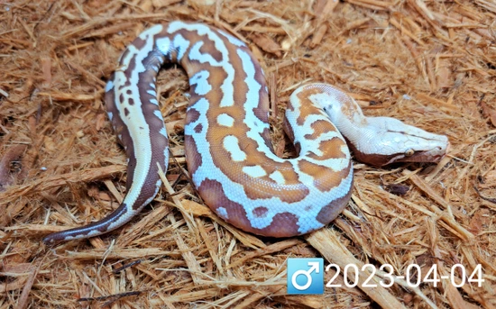 T+ Albino Golden Eye Blood Python by Leach's Python Palace