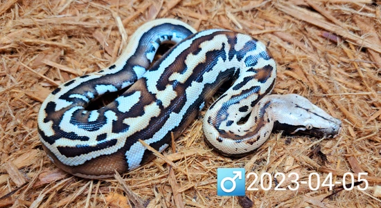 Male Golden Eye Blood Python by Leach's Python Palace