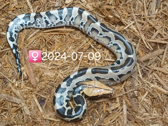 Het Caramel Pumpkin Head SSTP Sumatran Short-Tailed Python by Leach's ...