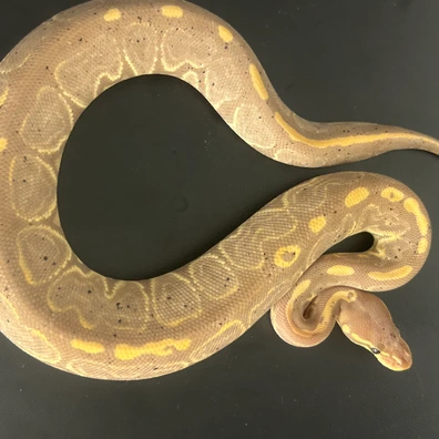 Banana Black Pastel