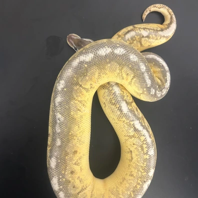 Granite, Black Pastel, Orange Dream, Pastel