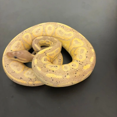 Cinnamon Banana Enchi Scaless Head