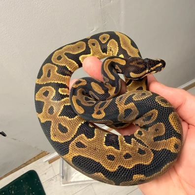 Leopard Het Pied Ball Python - male for sale from Fawcett’s Ball Python Empire