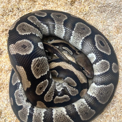 Mahogany Het Pied Ball Python - male for sale from Fawcett’s Ball Python Empire