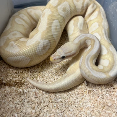Banana Fire Mojave Ball Python - male for sale from Fawcett’s Ball Python Empire