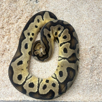 Orange Dream Clown Ball Python - female for sale from Fawcett’s Ball Python Empire