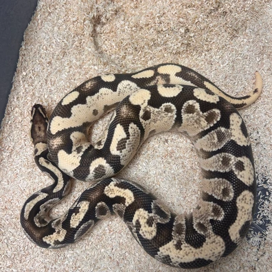 Orange Dream Gravel Fire Ball Python - male for sale from Fawcett’s Ball Python Empire