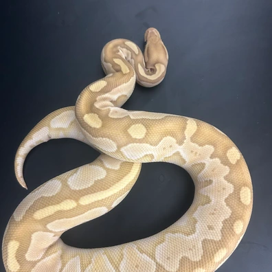 Female Acid, Banana, Pastel, Het Pied Ball Python - female for sale from Fawcett’s Ball Python’s