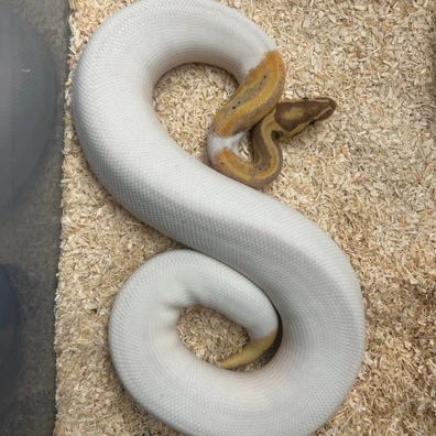 Male Leopard Banana Piebald Ball Python - male for sale from Fawcett’s Ball Python’s