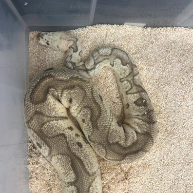 Firefly Clown Ball Python - female for sale from Fawcett’s Ball Python’s