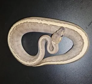 GHI JIGSAW Ball Python by L&C Reptiles