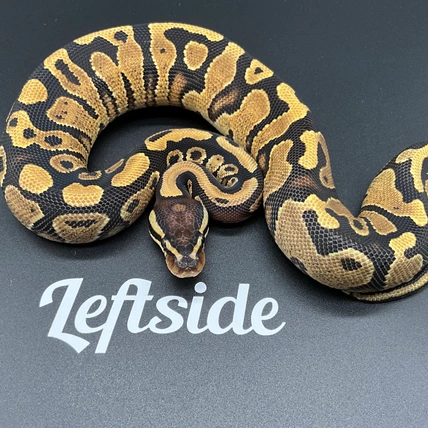 Leftside Reptiles - MorphMarket