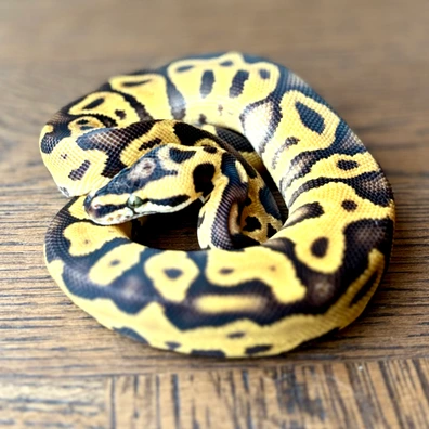 Enchi Leopard Orange Dream Yellow Belly Pastel, 50% Het Clown