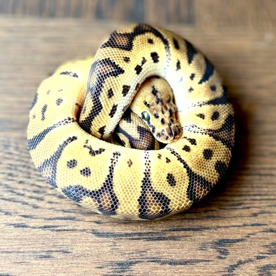 Enchi Leopard Orange Dream Pastel Yellow Belly, 50 % Het Clown