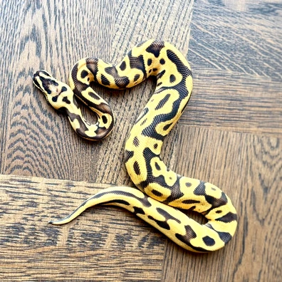 Enchi Leopard Pastel Yellow Belly Orange Dream, 50 % Het Clown
