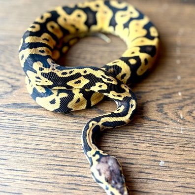 Confusion Leopard Enchi Pastel YB Het Clown