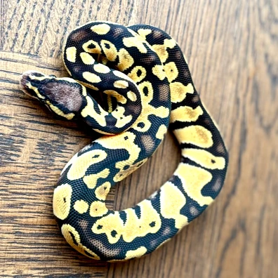 Confusion Leopard Enchi Pastel YB Het Clown