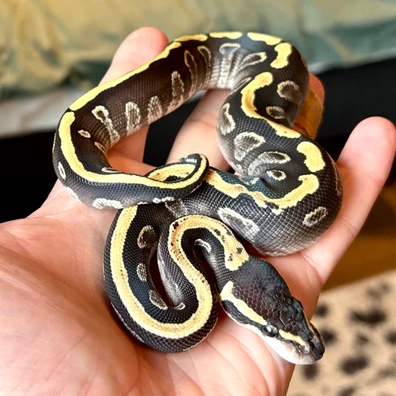 GHI Mojave Het Clown