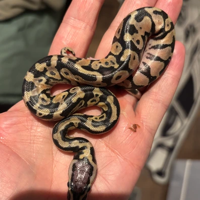 Super Pastel Desert Ghost 50 % Het Clown