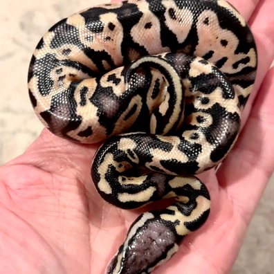 Pastel Spotnose Het Clown