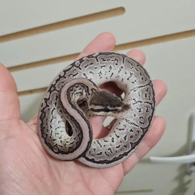 Bongo Pinstripe Yb Axanthic Vpi