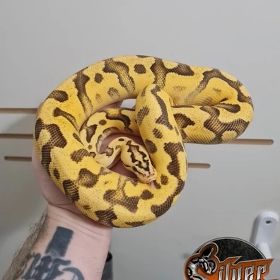 Enchi Pastel Cryptic Dh Dg Piebald Ball Python - female for sale from Silver Scales