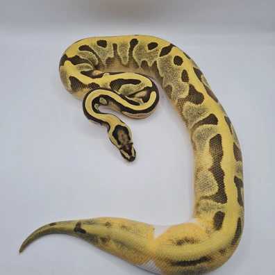 Enchi (Od) Dg Pie Het Cryptic Ball Python - male for sale from Silver Scales