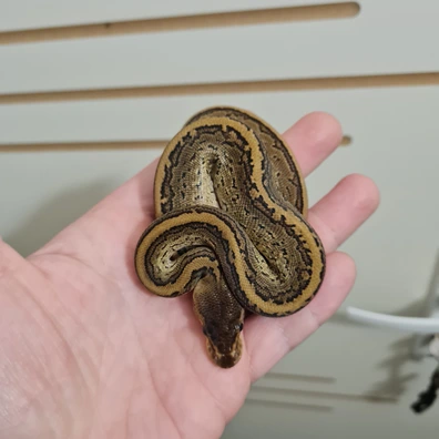 Bongo Pinstripe Het Axanthic Vpi 50% Het Piebald Ball Python - male for sale from Silver Scales
