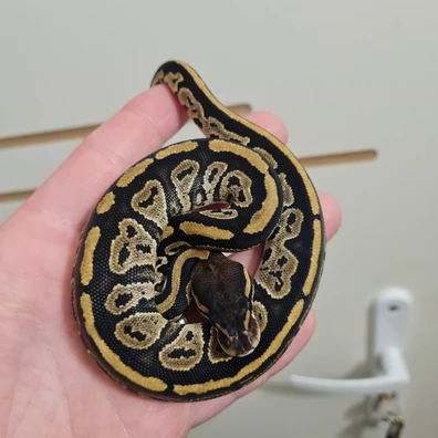 Bongo Het Axanthic Vpi 50% Het Piebald Ball Python - female for sale from Silver Scales