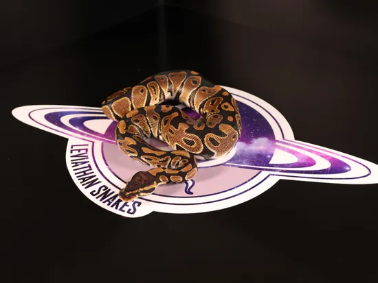 Leviathan Ball Python DH Sunset Clown Ball Python by LEVIATHAN