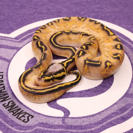 lesser poss yellow belly asphalt female ball python by... Pastel Asphalt Yellow Belly Ball Python by LEVIATHAN